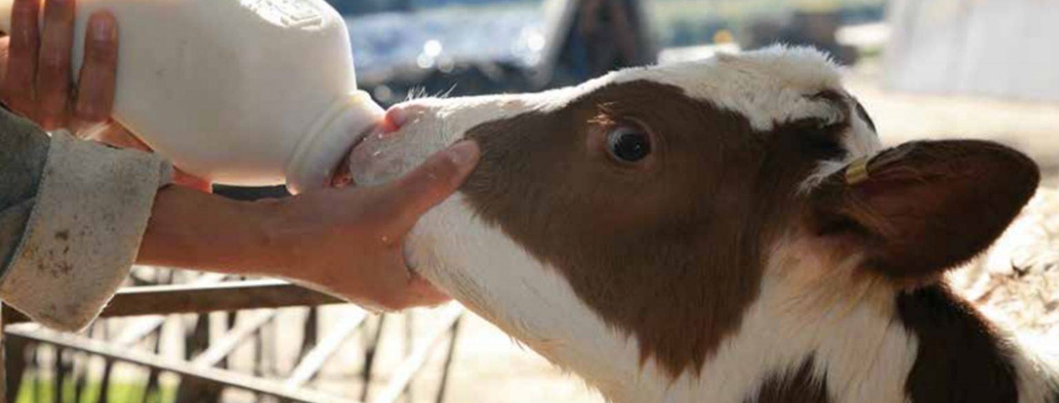 Calf Milk Feeding Bottle | Vansun Milking